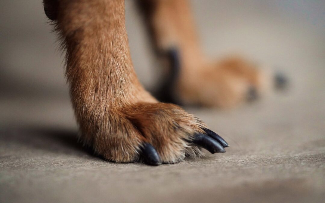 Zu lange Krallen beim Hund – unterschätzte Gefahr