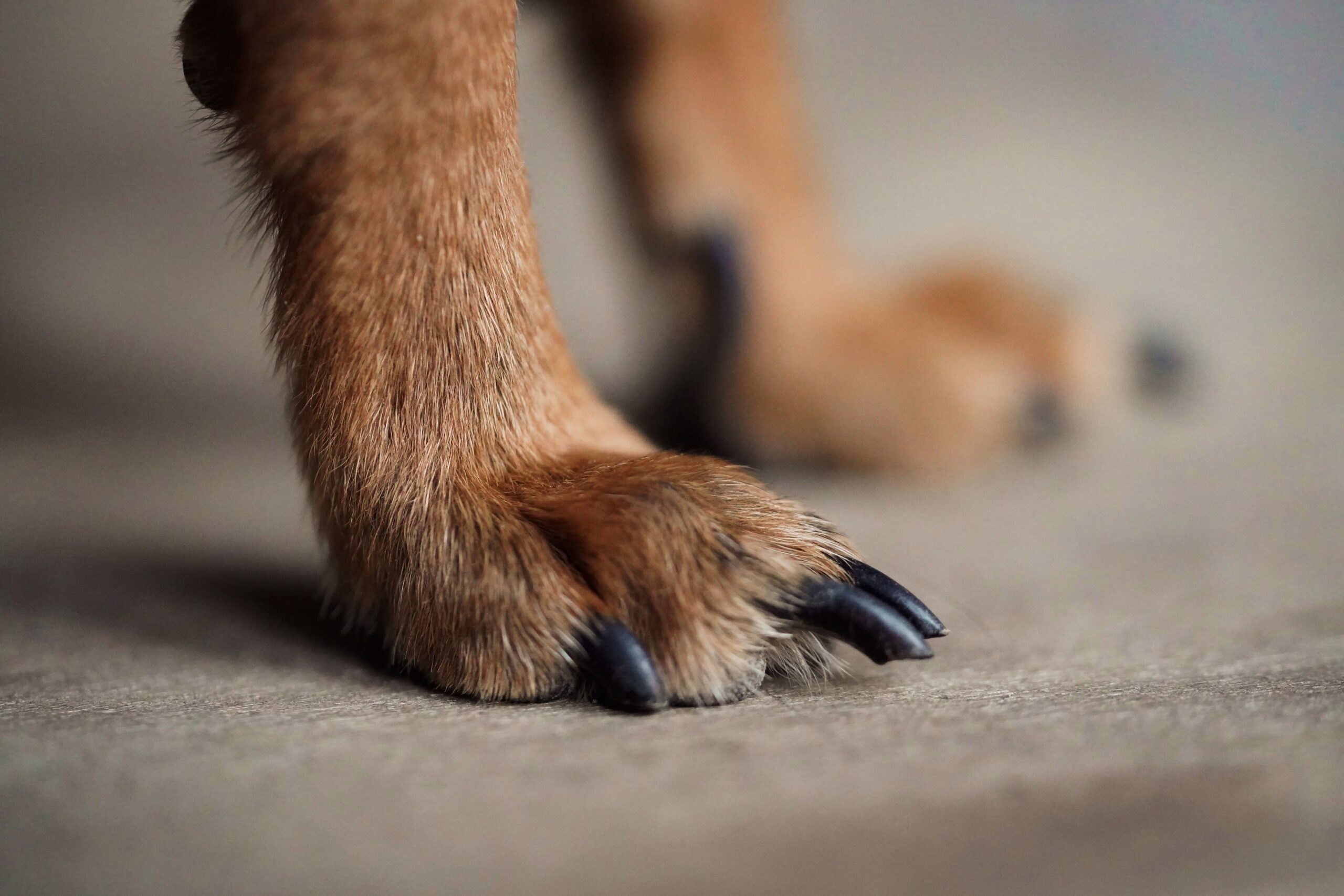 Hundepfote mit dunklen Krallen