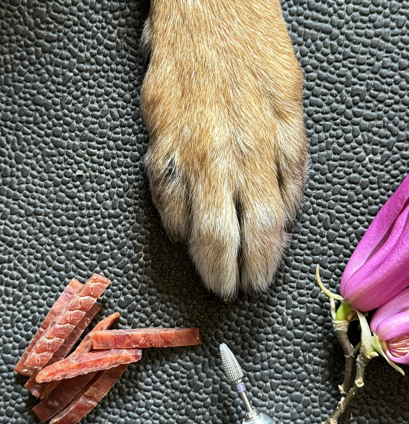 Hundepfote, Leckerchen und Krallenpflege-Equipment: gekürzte Krallen nach Kralliküre-Behandlung ohne Schneiden auf einem Hundefriseur-Frisiertisch
